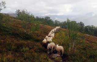 sau-sagfjord-jentoft-brumle